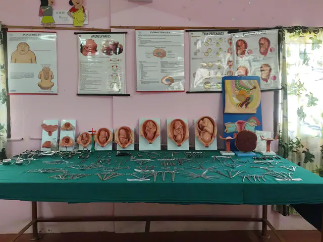 Models of foetal development and obstetric instruments on display